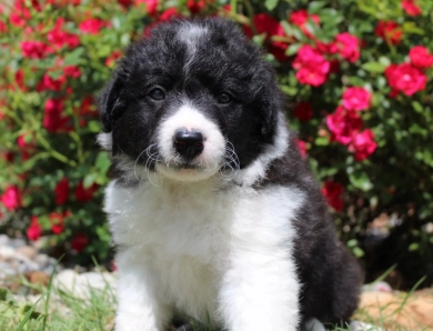 Sapphire Border Collie