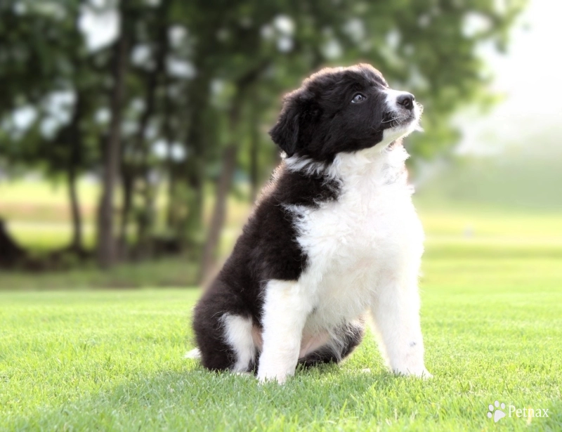 Sapphire Border Collie