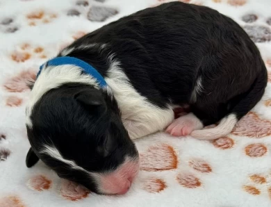 Sapphire Border Collie