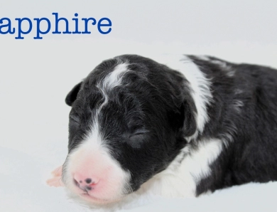 Sapphire Border Collie