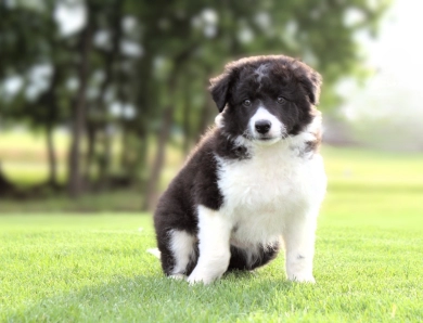 Sapphire Border Collie