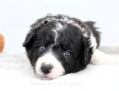 Sapphire Border Collie