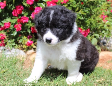 Sapphire Border Collie