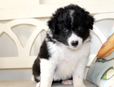 Sapphire Border Collie