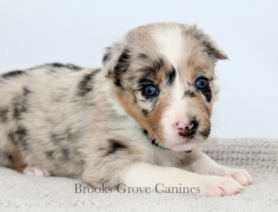 Pearl Border Collie