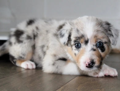 Pearl Border Collie