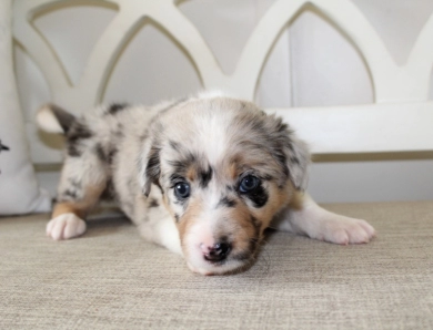 Pearl Border Collie