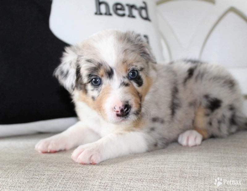 Pearl Border Collie