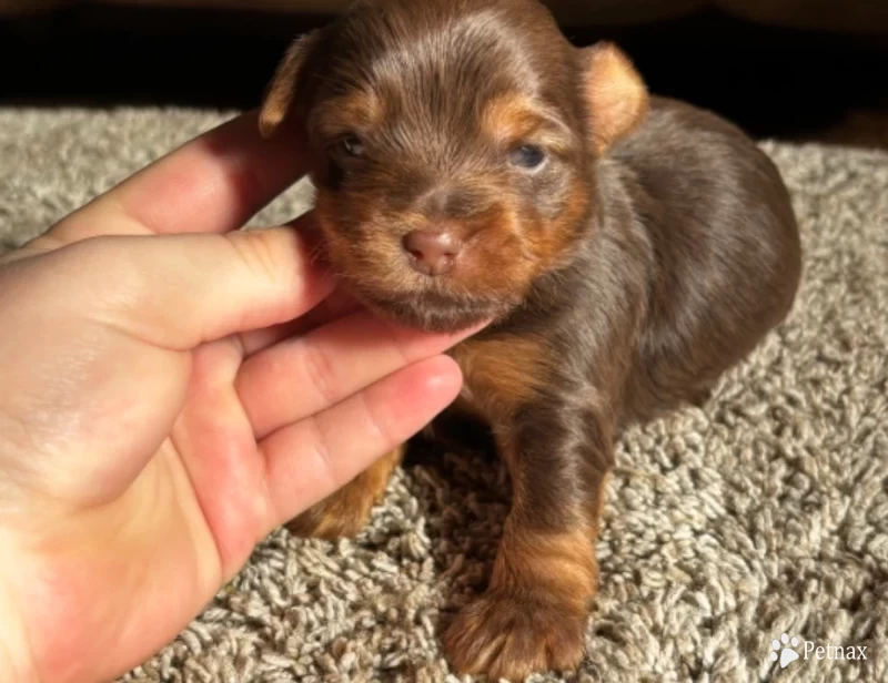 Tripp Yorkshire Terrier