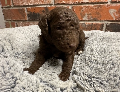 Katie Standard Poodle