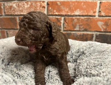 Katie Standard Poodle