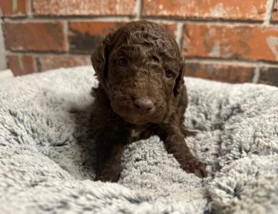 Katie Standard Poodle