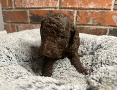 Katie Standard Poodle