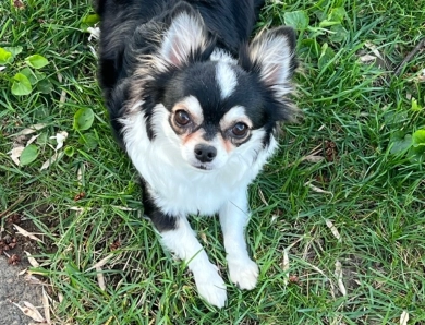 CJ Chihuahua