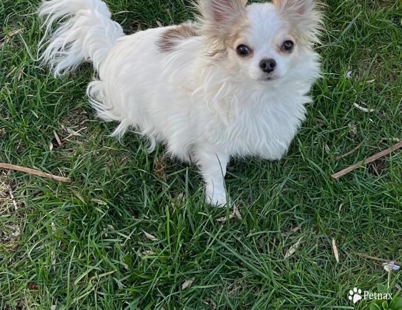 Pink Chihuahua