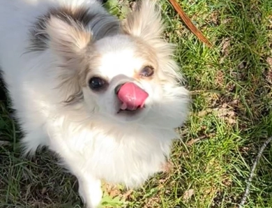 Pink Chihuahua