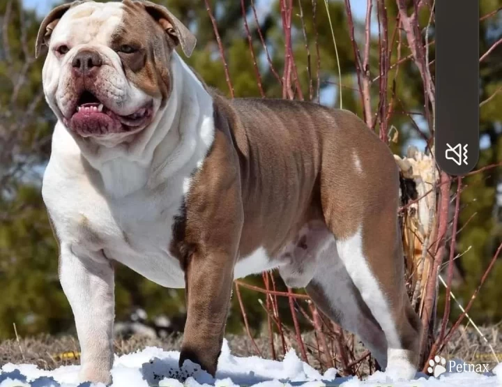 Jasper  Olde English Bulldogge