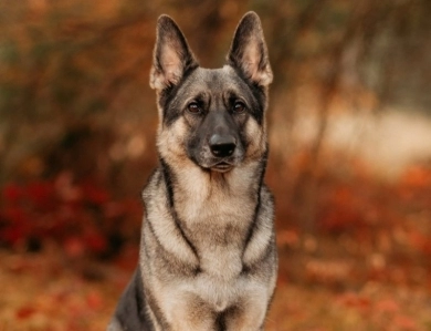 Von WestLynn's Lasting Legacy German Shepherd