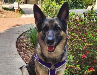 Von WestLynn's Lasting Legacy German Shepherd