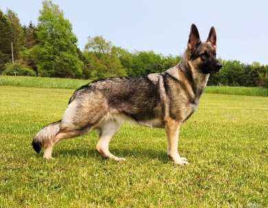 Von WestLynn's Lasting Legacy German Shepherd