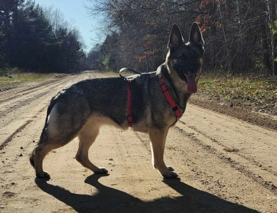 Von WestLynn's Lasting Legacy German Shepherd