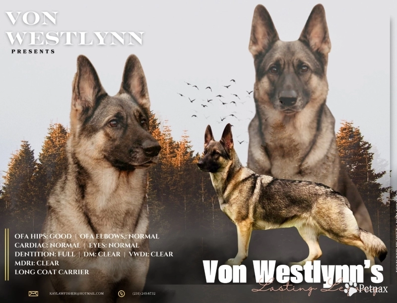 Von WestLynn's Lasting Legacy German Shepherd