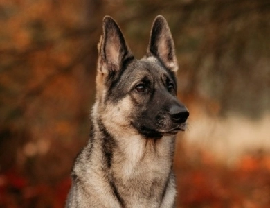 Von WestLynn's Lasting Legacy German Shepherd