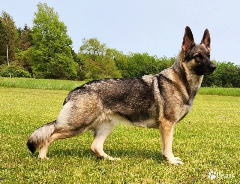Von WestLynn's Lasting Legacy  German Shepherd
