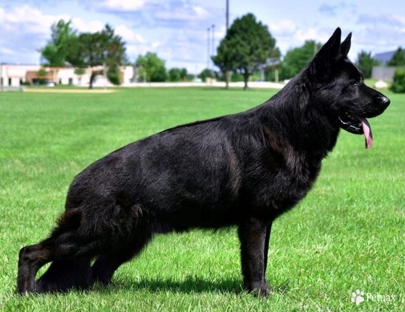 Fest Kiefer Reward German Shepherd