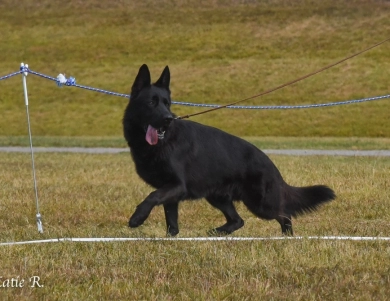 SG1 USCA 2019 Fest Kiefer Reward IGP1, BH German Shepherd