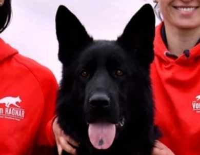 SG1USCA 2019 Fest Kiefer Reward IGP1, BH, KKL German Shepherd