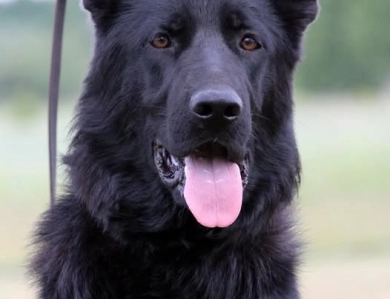 SG1USCA 2019 Fest Kiefer Reward IGP1, BH, KKL German Shepherd