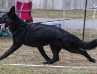 SG1USCA 2019 Fest Kiefer Reward IGP1, BH, KKL German Shepherd