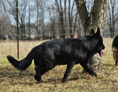 SG1USCA 2019 Fest Kiefer Reward IGP1, BH, KKL German Shepherd