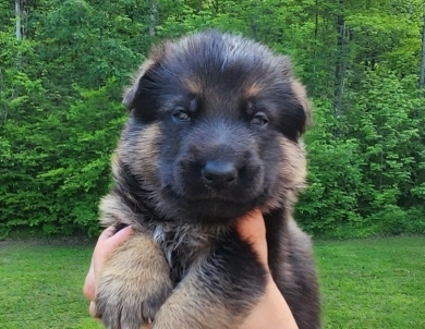 Pyper X Reket German Shepherd