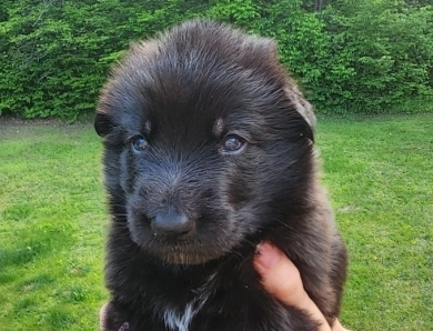 Pyper X Reket German Shepherd
