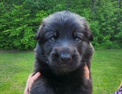Pyper X Reket German Shepherd