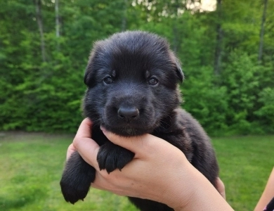 Pyper X Reket German Shepherd