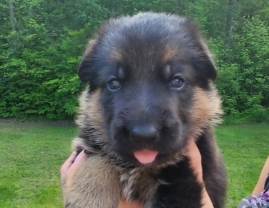 Pyper X Reket German Shepherd