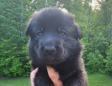 Pyper X Reket German Shepherd