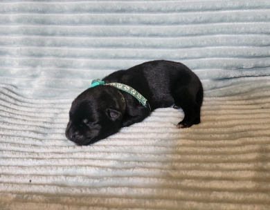 Pyper X Reket German Shepherd