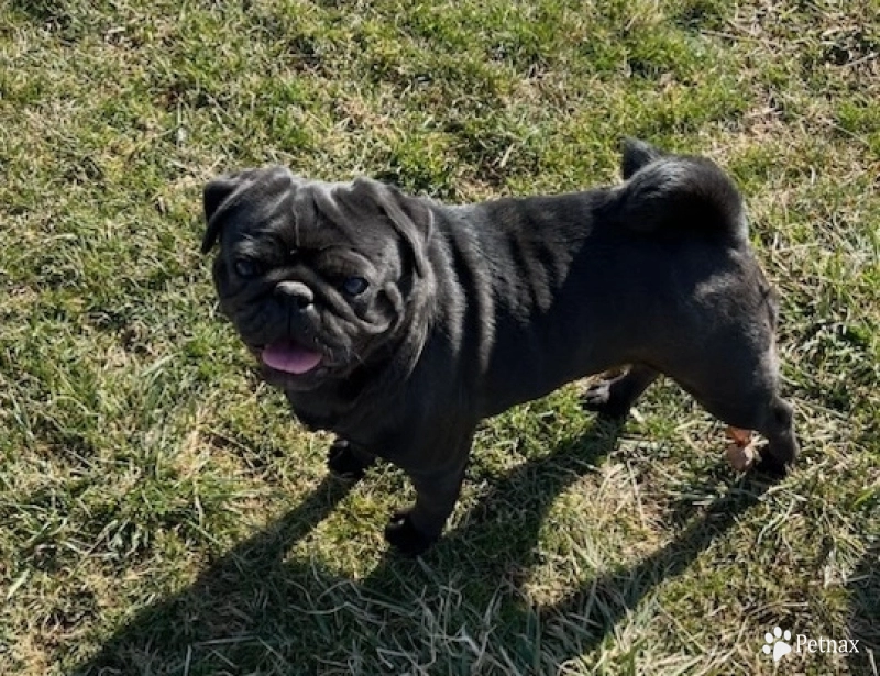 Betty Pug