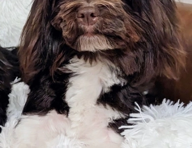 LINDY Havanese