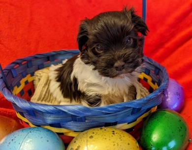 LINDY chocolate boy, solid face Havanese