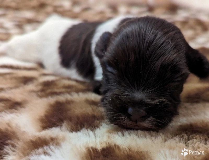 LINDY chocolate boy, solid face Havanese