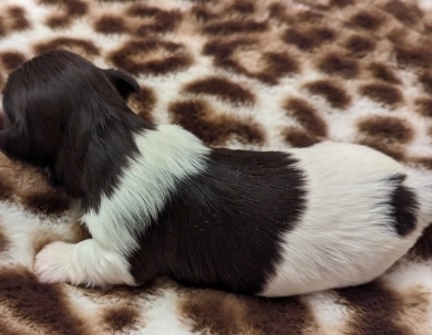 LINDY chocolate boy, solid face Havanese