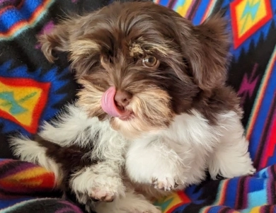 LINDY chocolate girl, solid face Havanese