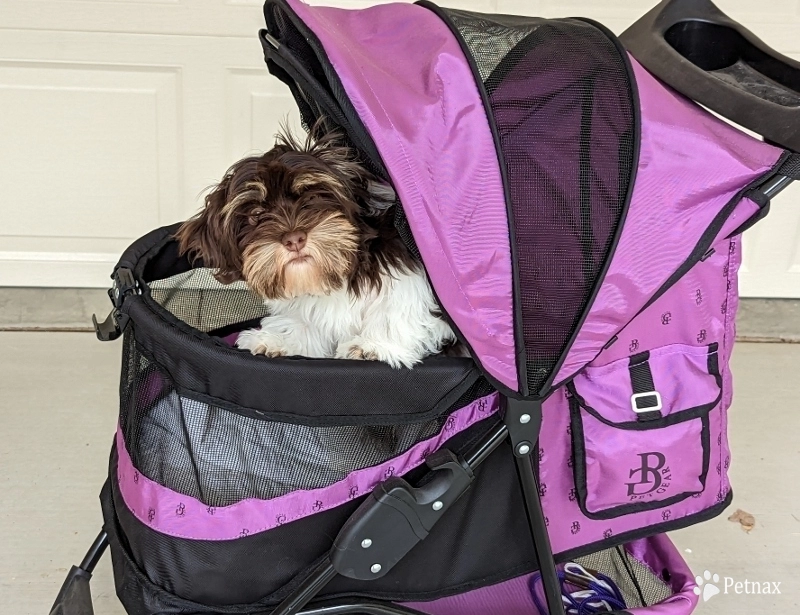 LINDY chocolate girl, solid face LINDY chocolate girl, solid face Havanese
