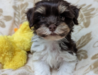 LINDY chocolate girl, solid face Havanese