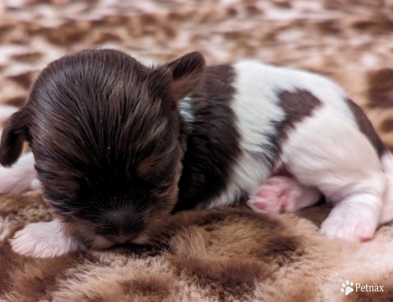 LINDY chocolate girl, solid face Havanese